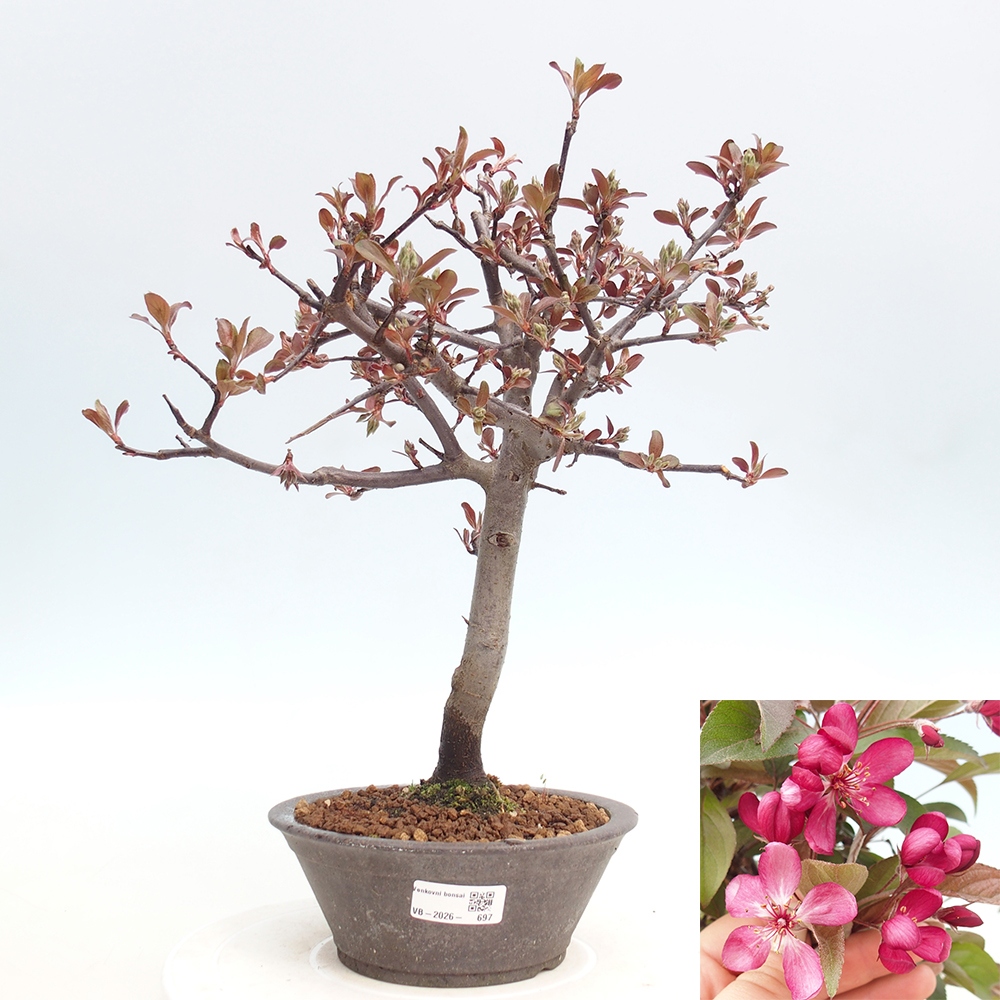 Outdoor bonsai - Malus domestica - Jabłoń czerwonolistna o małych owocach