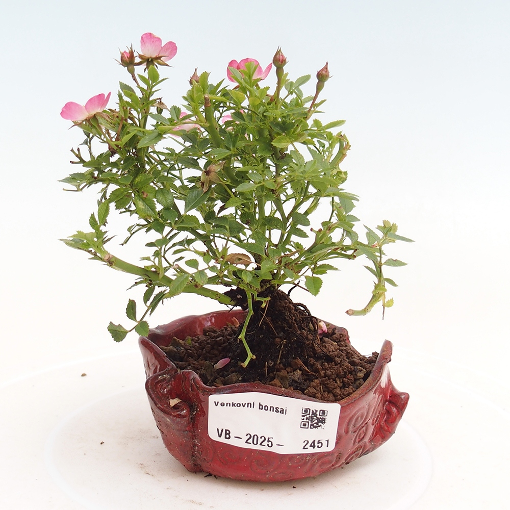 Bonsai zewnętrzne - Rosa Cutie Pie - Róże