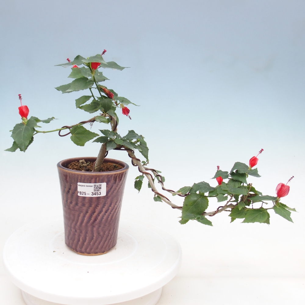 Bonsai domowe - Malvaviscus arboreus