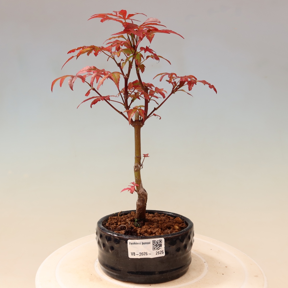 Bonsai na zewnątrz - Palma Acer. Atropurpureum-Javor palmate