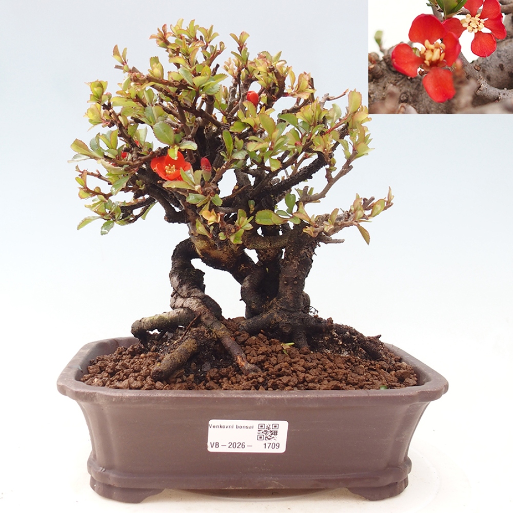 Bonsai zewnętrzne - Chaneomeles speciosa - Pigwa