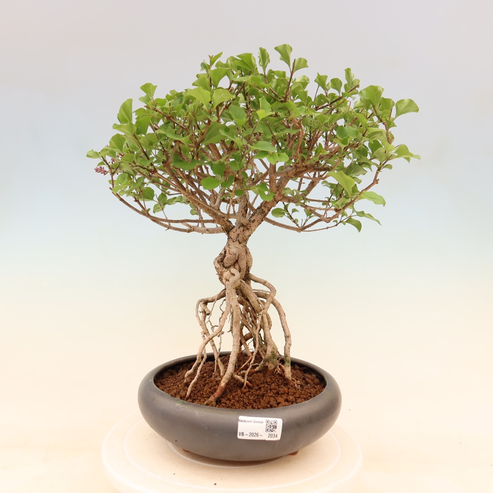 Outdoor bonsai - Syringa microphylla - liliowiec drobnokwiatowy