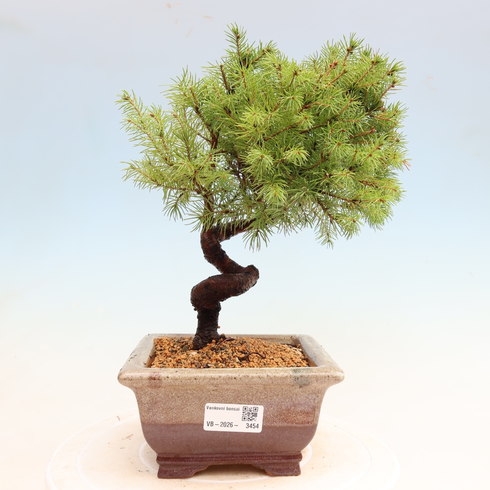 Bonsai ogrodowe – Świerk szary – Picea glauca globe