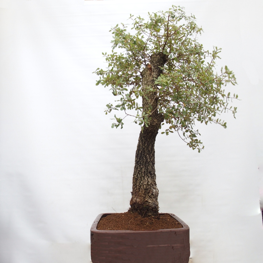 Yamadori - Quercus Ilex - Dąb ostrokrzewowy