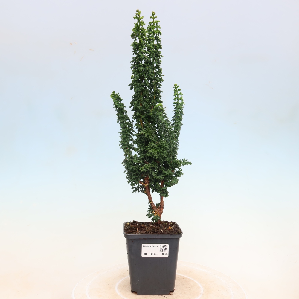 Bonsai zewnętrzne - Cham. obtusa SEKKA HINOKI - Cyprys