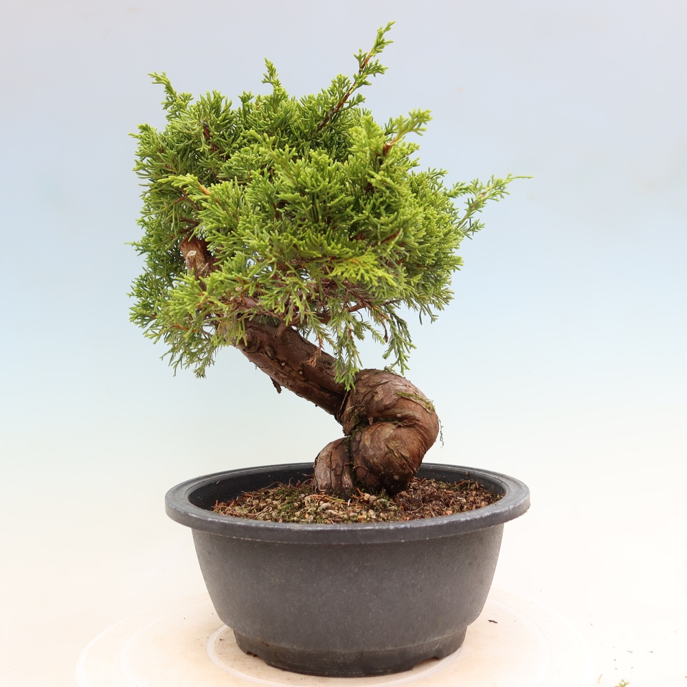 Bonsai ogrodowe – Juniperus chinensis Itoigawa – jałowiec chiński