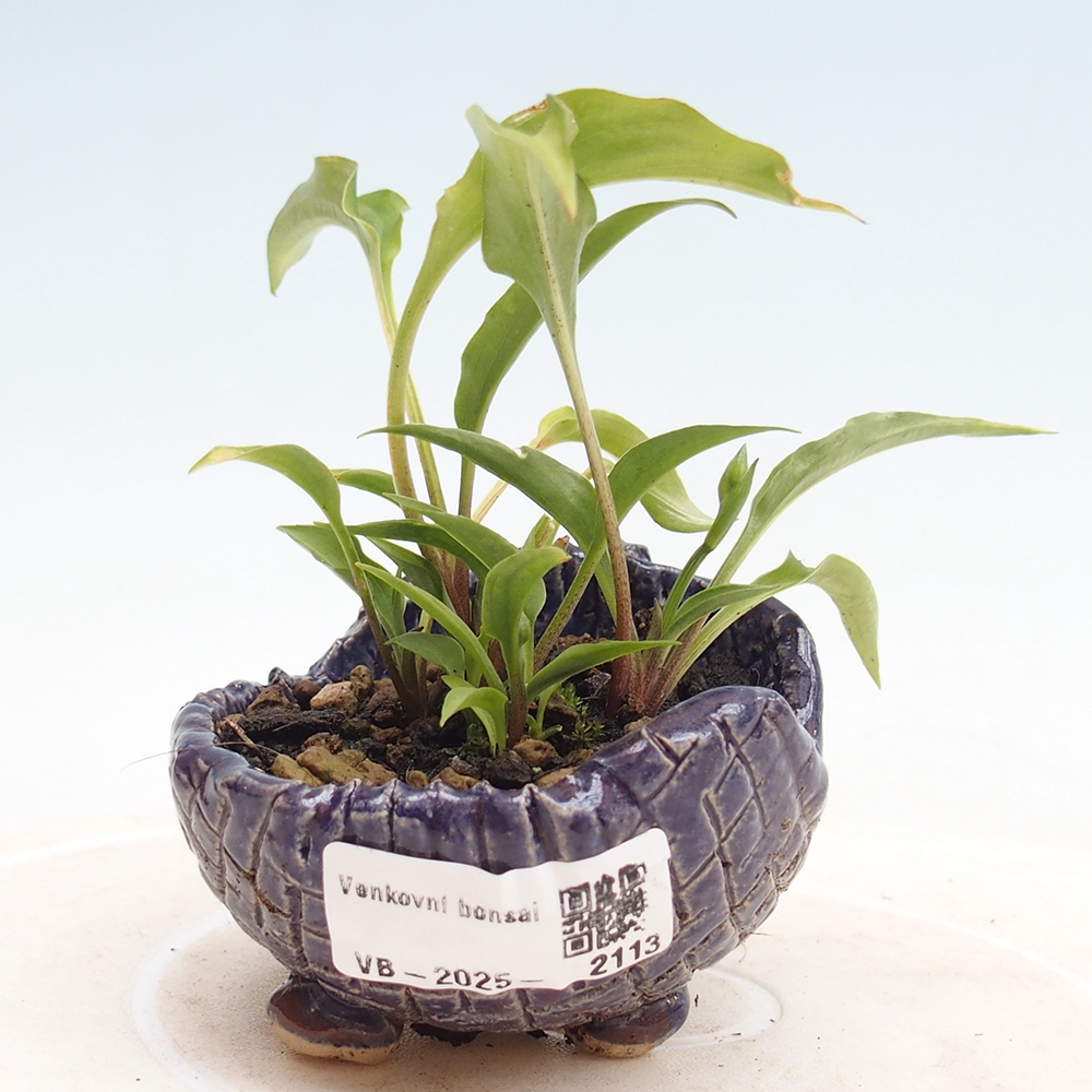 Outdoor bonsai - Mini Hosta - Bogini