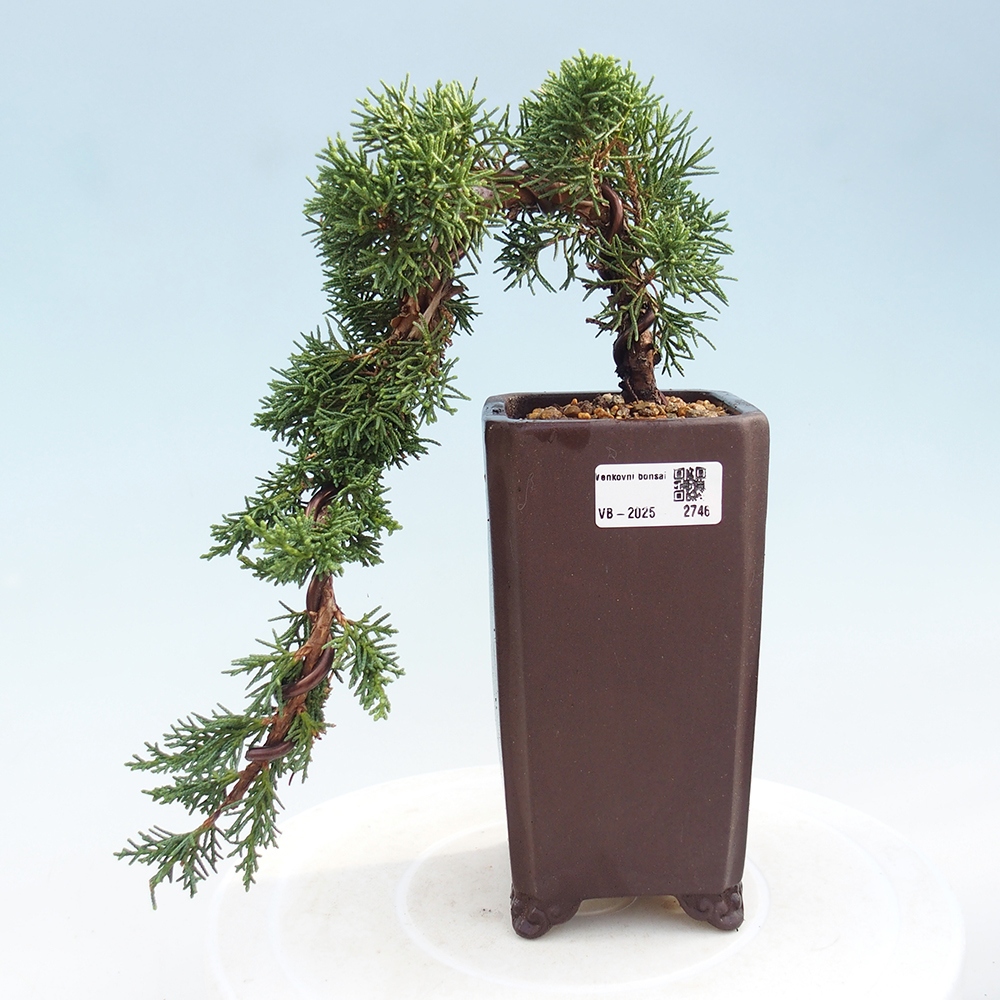 Bonsai zewnętrzne - Juniperus chinensis Kishu - Jałowiec chiński