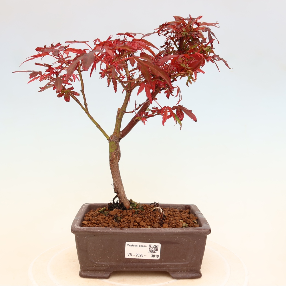 Bonsai ogrodowe – klon palmowy – Acer palmatum Berry Broom 
