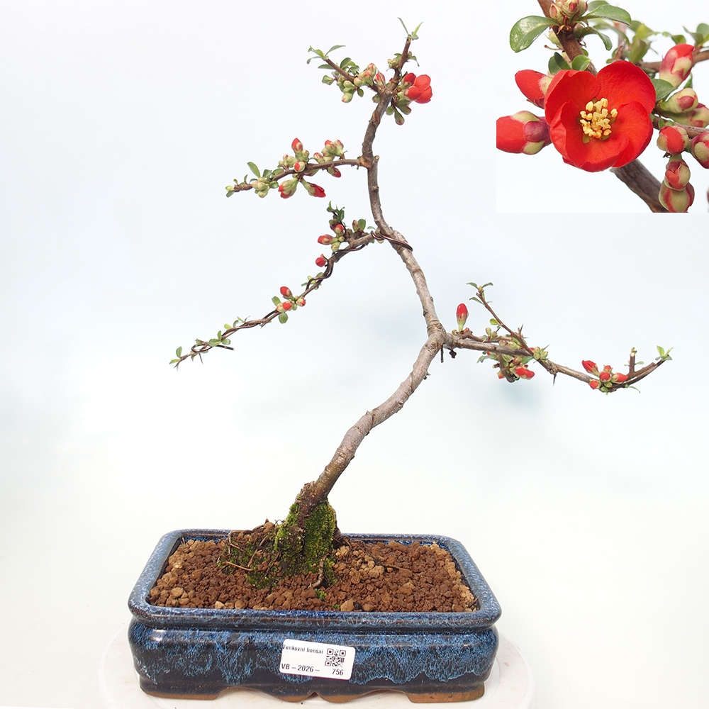Outdoor bonsai - Chaneomeles sup. Nicoline - Pigwa