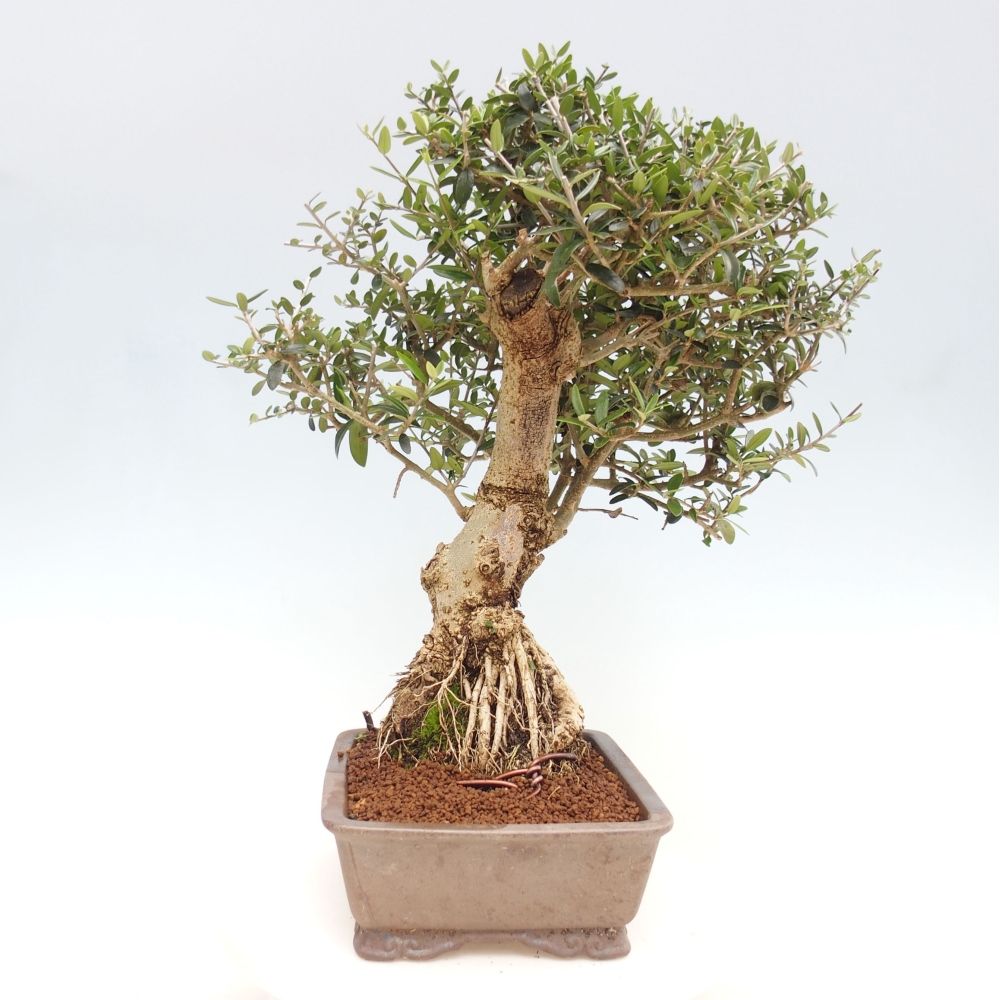 Kryte bonsai - Olea europaea sylvestris - Europejska oliwa z małych liści
