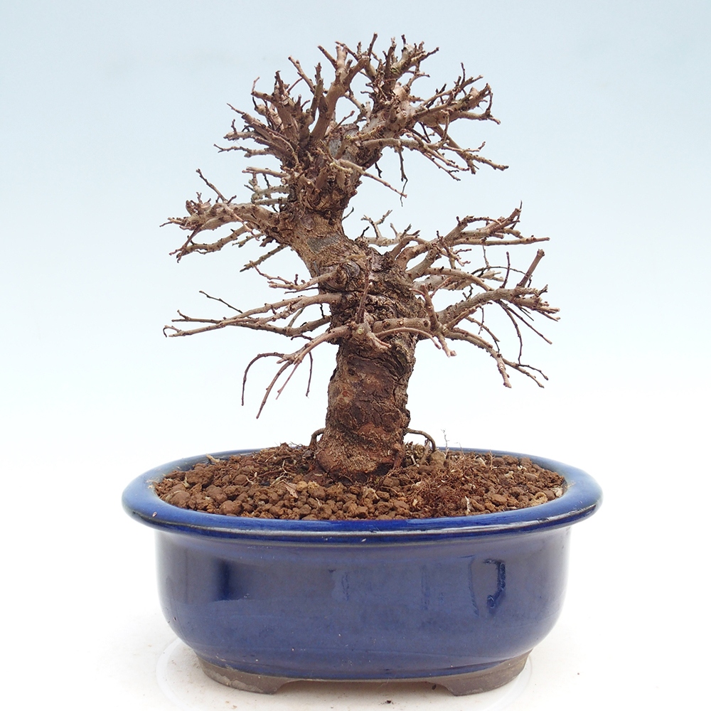 Bonsai zewnętrzne - Zelkova - Zelkova NIRE