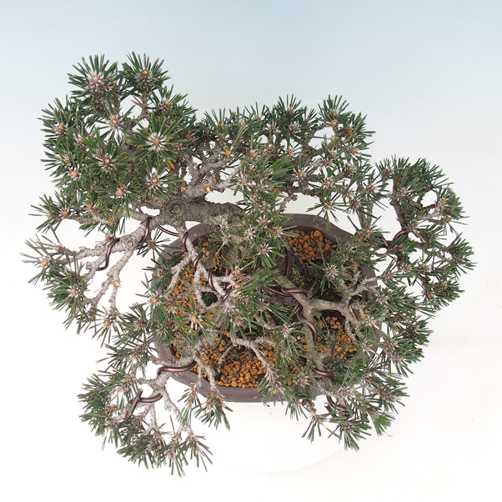 Outdoor bonsai - Pinus thunbergii Kotobuki - Sosna Thunberga