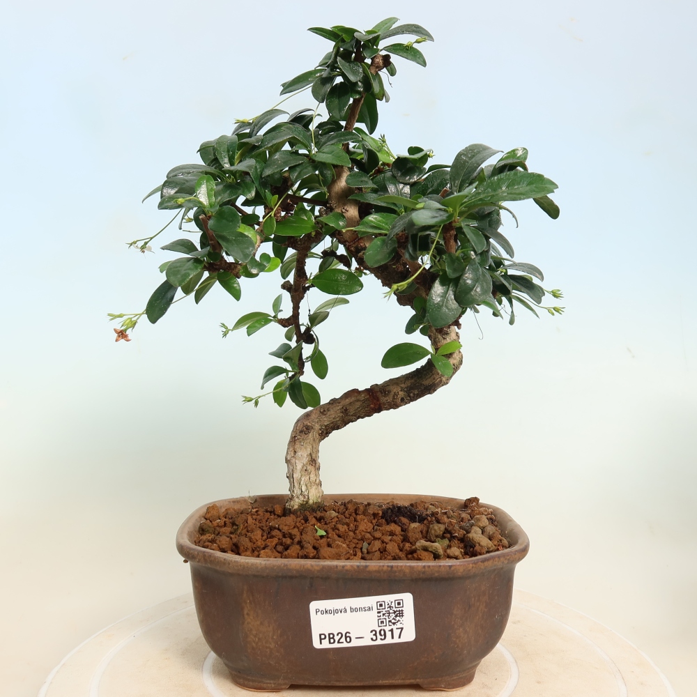 Bonsai pokojowe - Carmona macrophylla - Tea fuki
