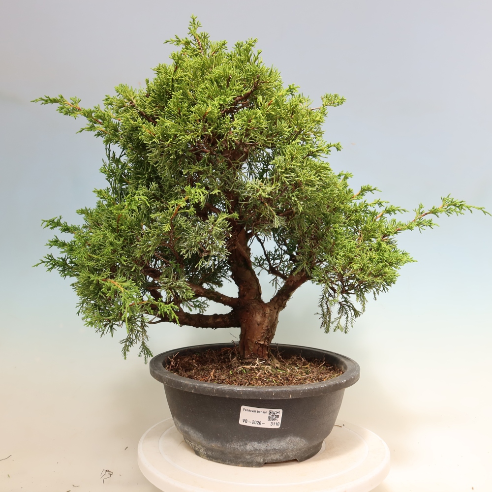 Bonsai ogrodowe – Juniperus chinensis Itoigawa – jałowiec chiński