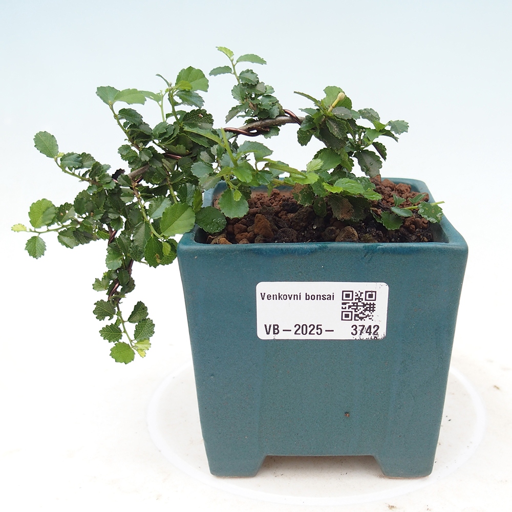 Bonsai wewnętrzne - Grewia sp. - Grewie drobnolistne