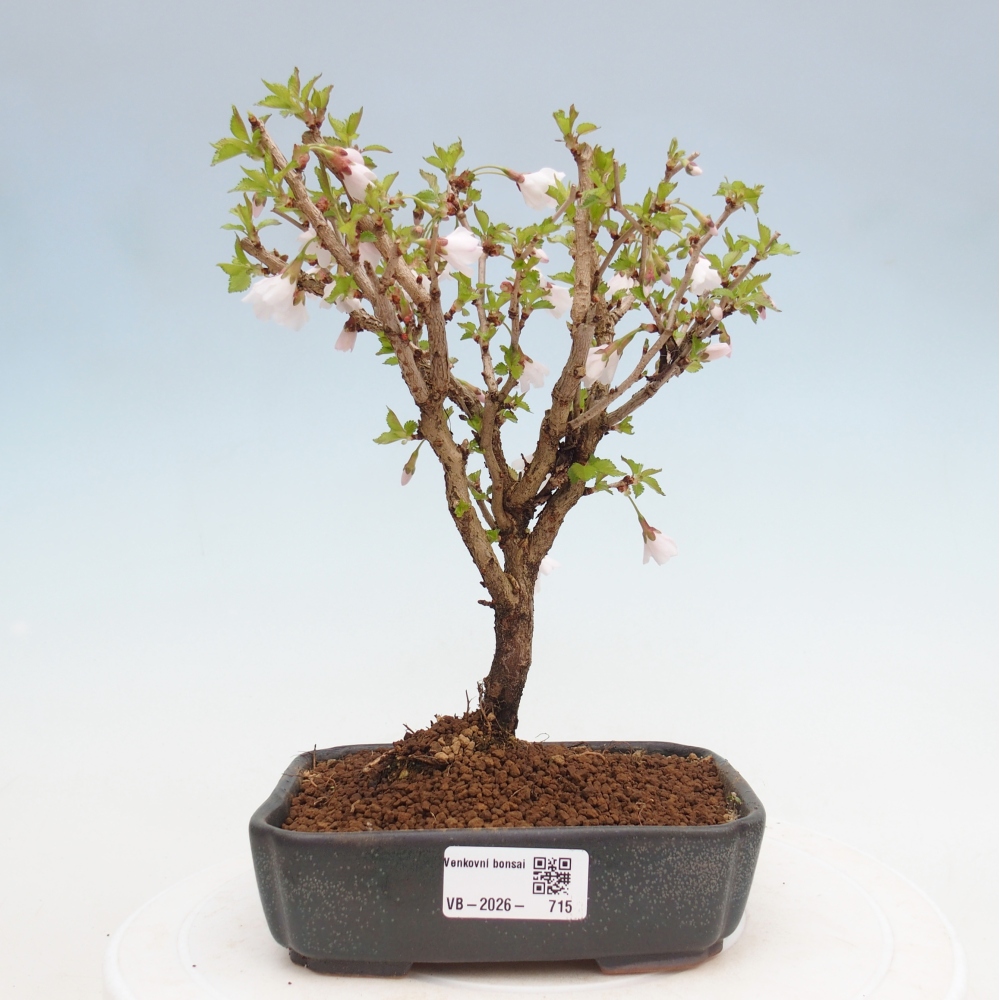 Outdoor bonsai - Prunus incisa Kojou-no mai-Plivon wycięty