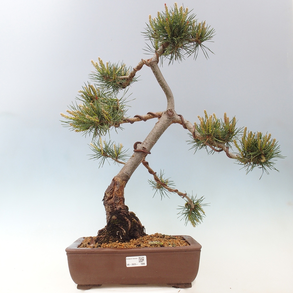Outdoor bonsai - Pinus Sylvestris - sosna zwyczajna