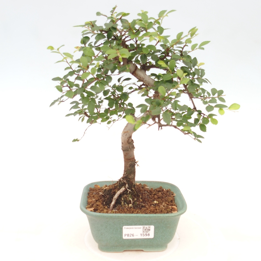 Pokój bonsai - Ulmus parvifolia - Wiąz drobnolistny
