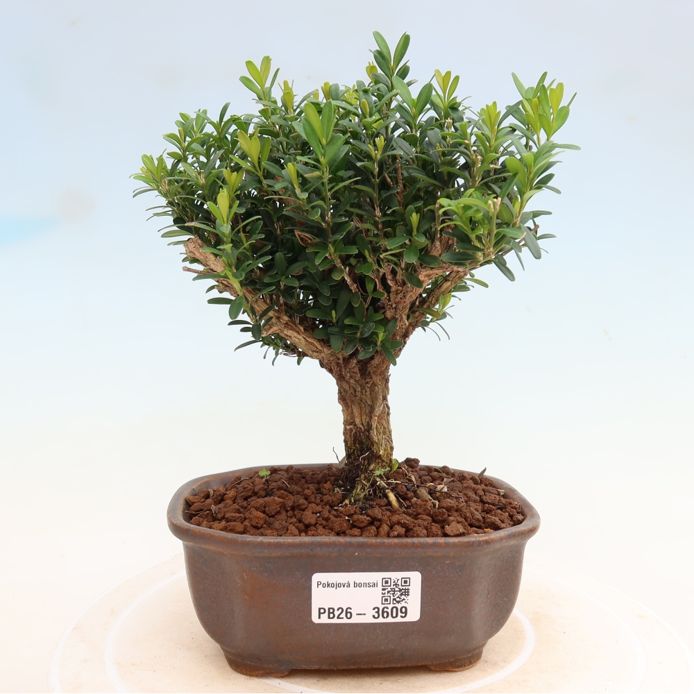 Pokój bonsai - Buxus harlandii - buxus korkowy