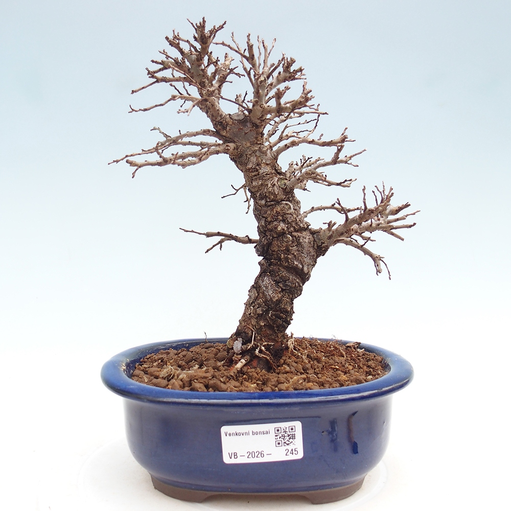 Bonsai zewnętrzne - Zelkova - Zelkova NIRE