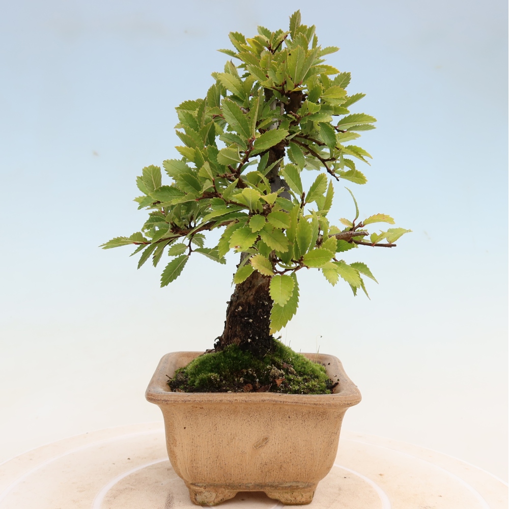 Bonsai zewnętrzne - Zelkova - Zelkova NIRE