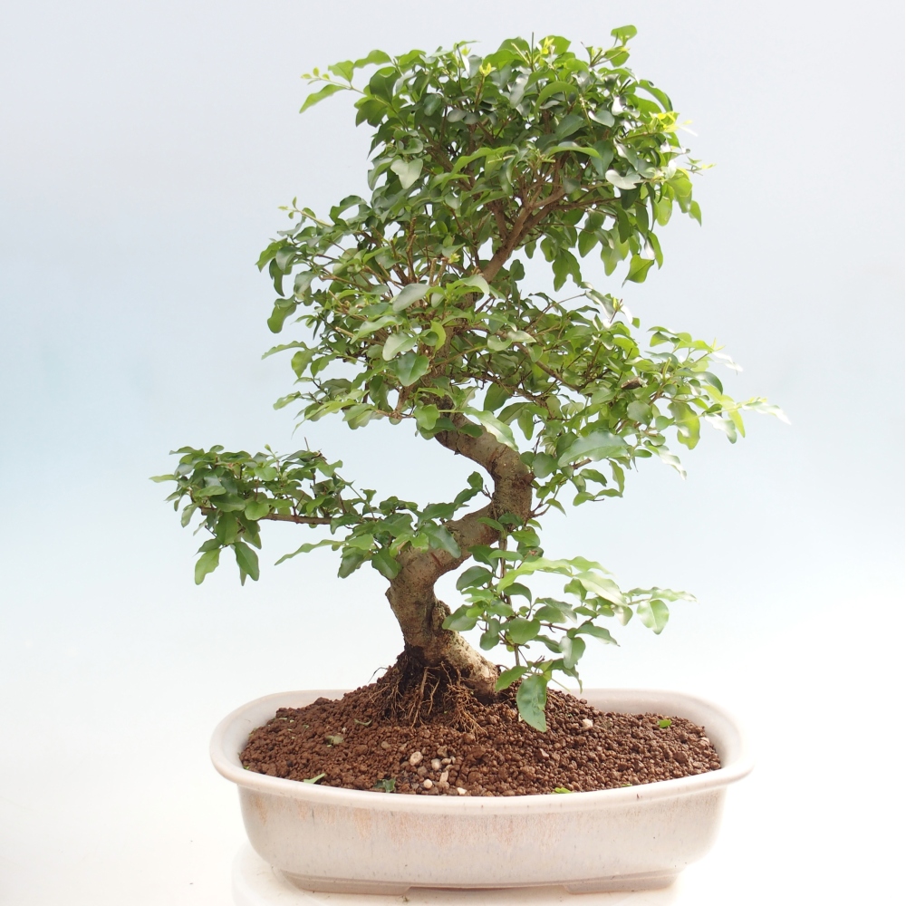 Pokój bonsai - Ligustrum chinensis - Dziób ptaka
