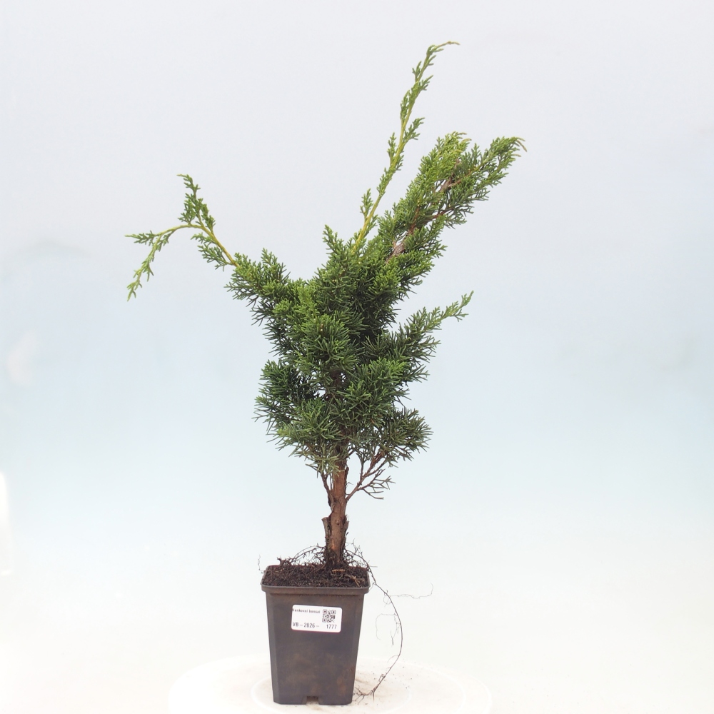 Outdoor bonsai - Juniperus chinensis Kishu