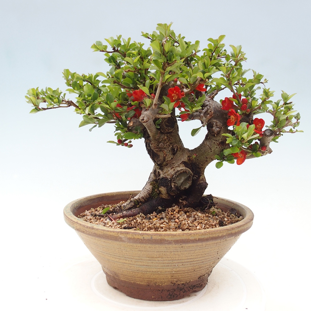 Bonsai zewnętrzne - Chaneomeles speciosa - Pigwa