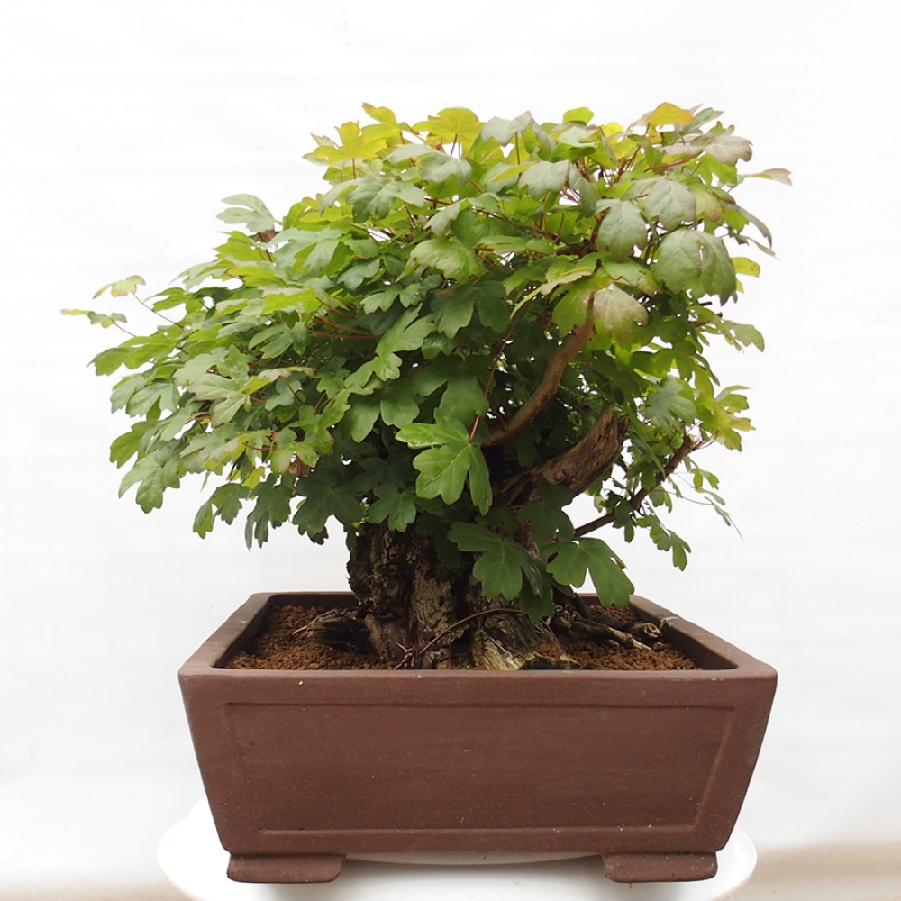 Bonsai zewnętrzne - Klon dziecięcy - Acer campestre