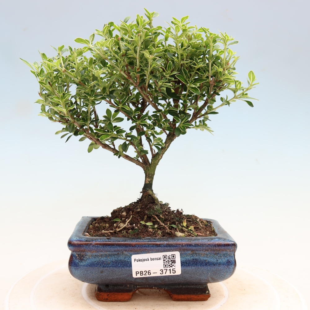 Bonsai pokojowe – Serissa foetida Variegata – Drzewo tysiąca gwiazd
