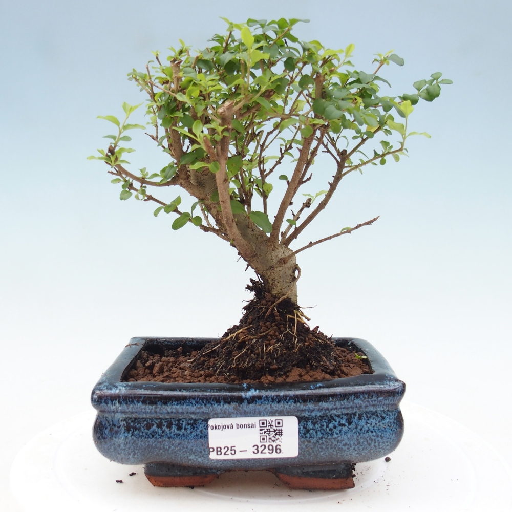 Pokój bonsai - Ligustrum chinensis - Dziób ptaka