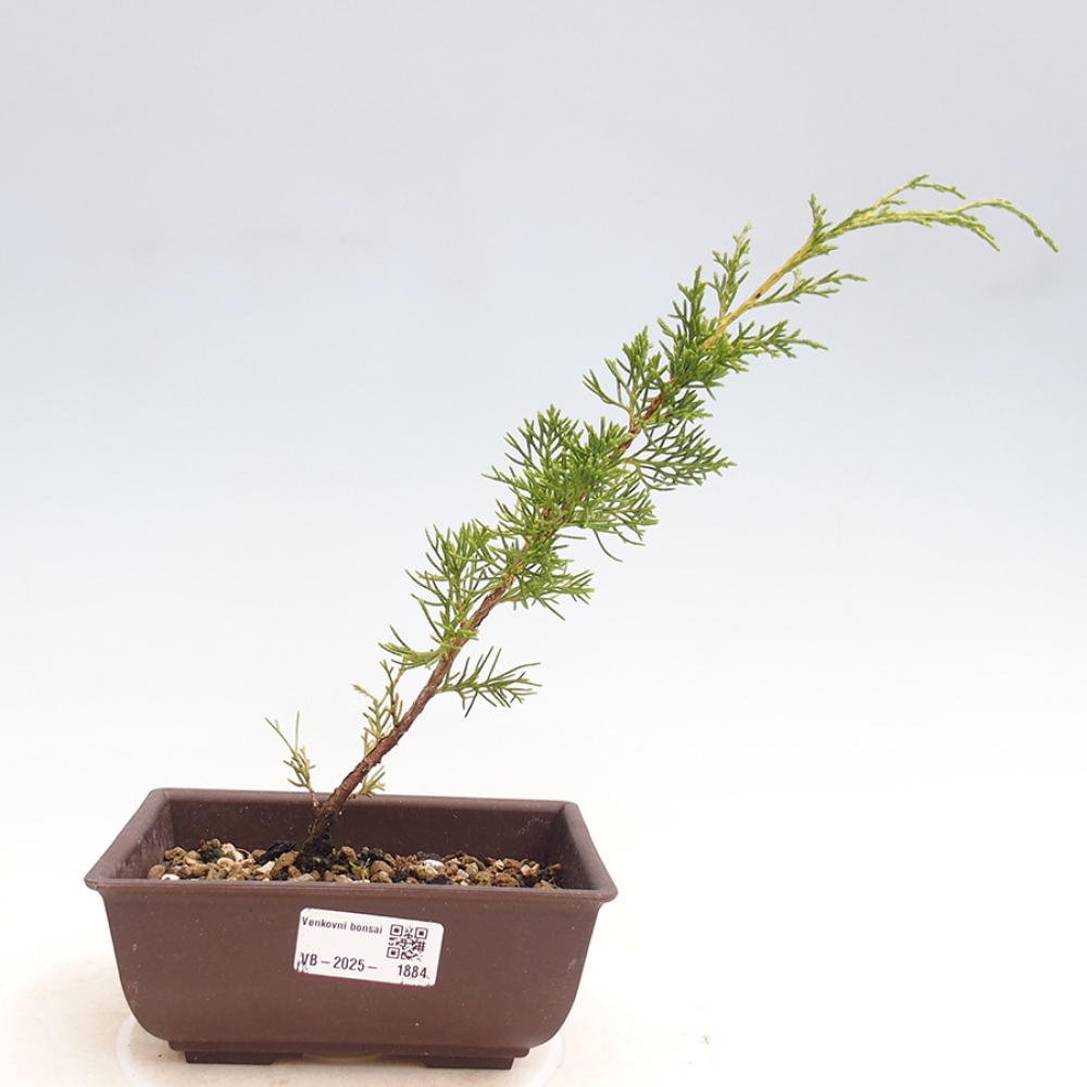 Outdoor bonsai - Juniperus chinensis Itoigawa - Jałowiec chiński