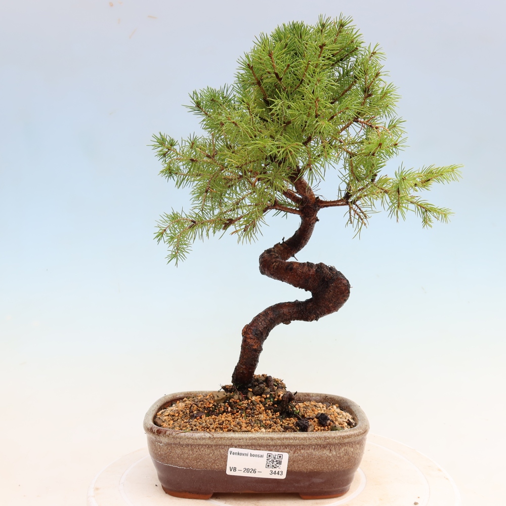 Bonsai ogrodowe – Świerk szary – Picea glauca globe