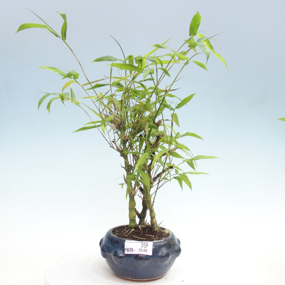 Room bonsai - Bamboo budha - Bamboo budha belly