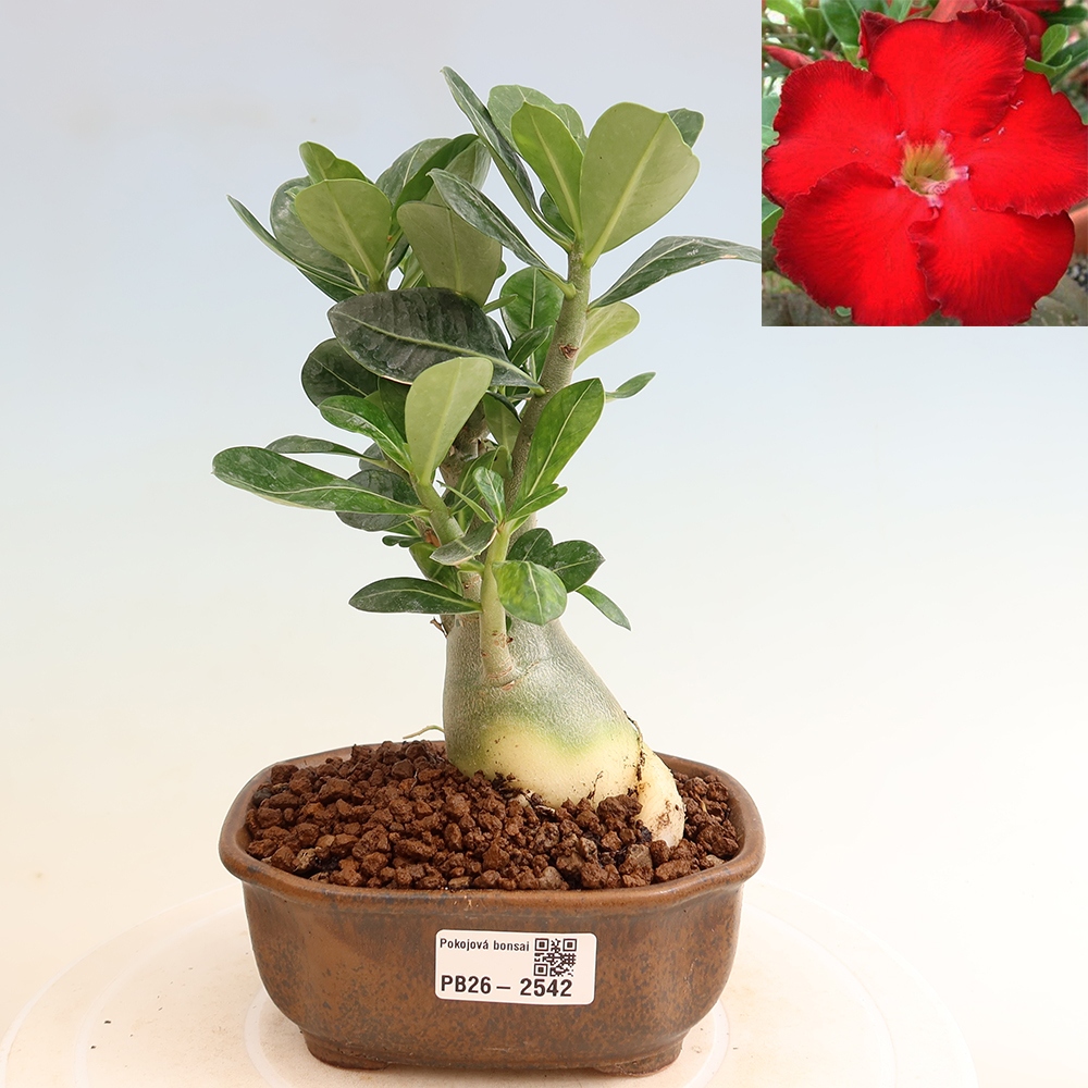 Bonsai pokojowe – Adenium obesum Red Star – Róża pustynna