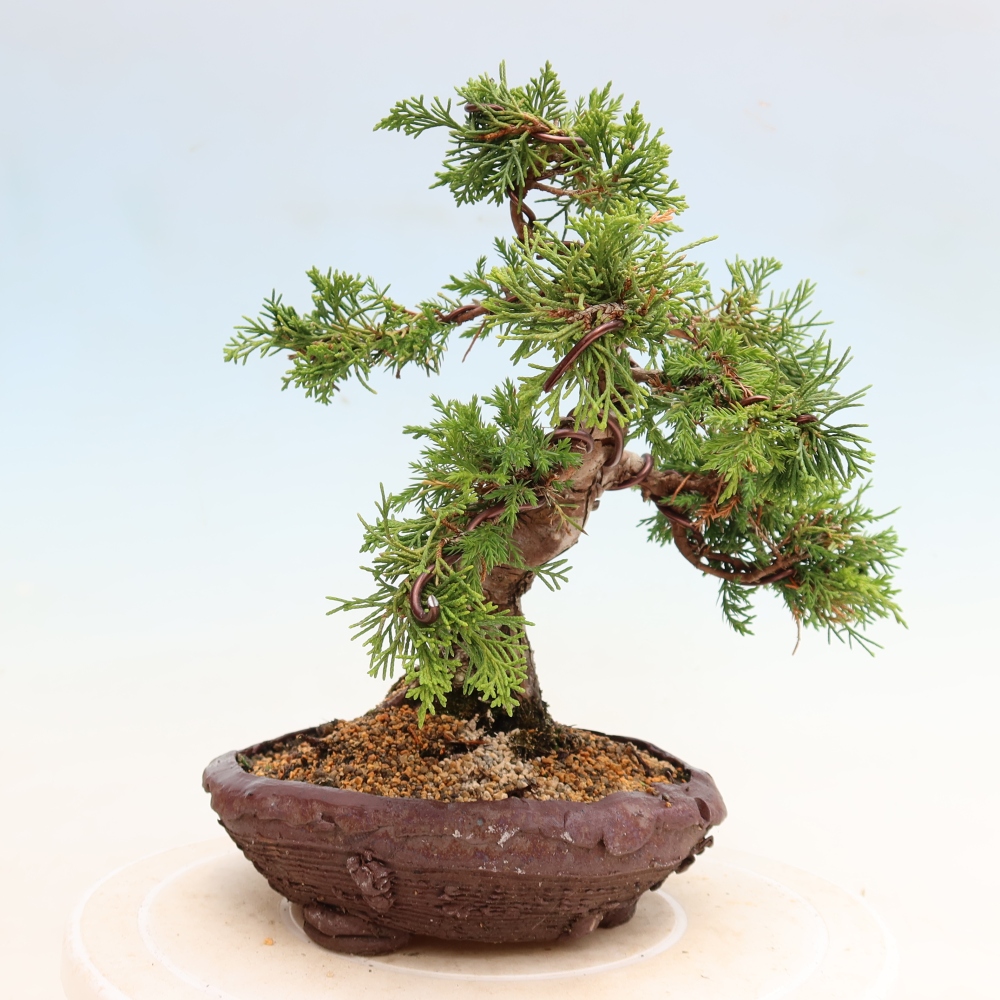 Bonsai ogrodowe – Juniperus chinensis Itoigawa – jałowiec chiński