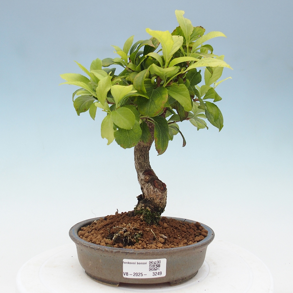 Bonsai na zewnątrz - Celastrus Jesenec