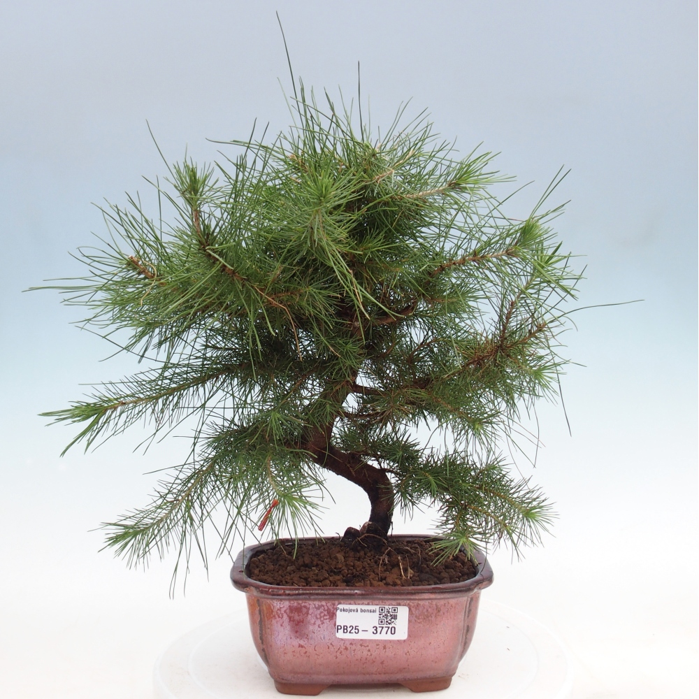 Pokój bonsai - Pinus halepensis - Sosna z Aleppo