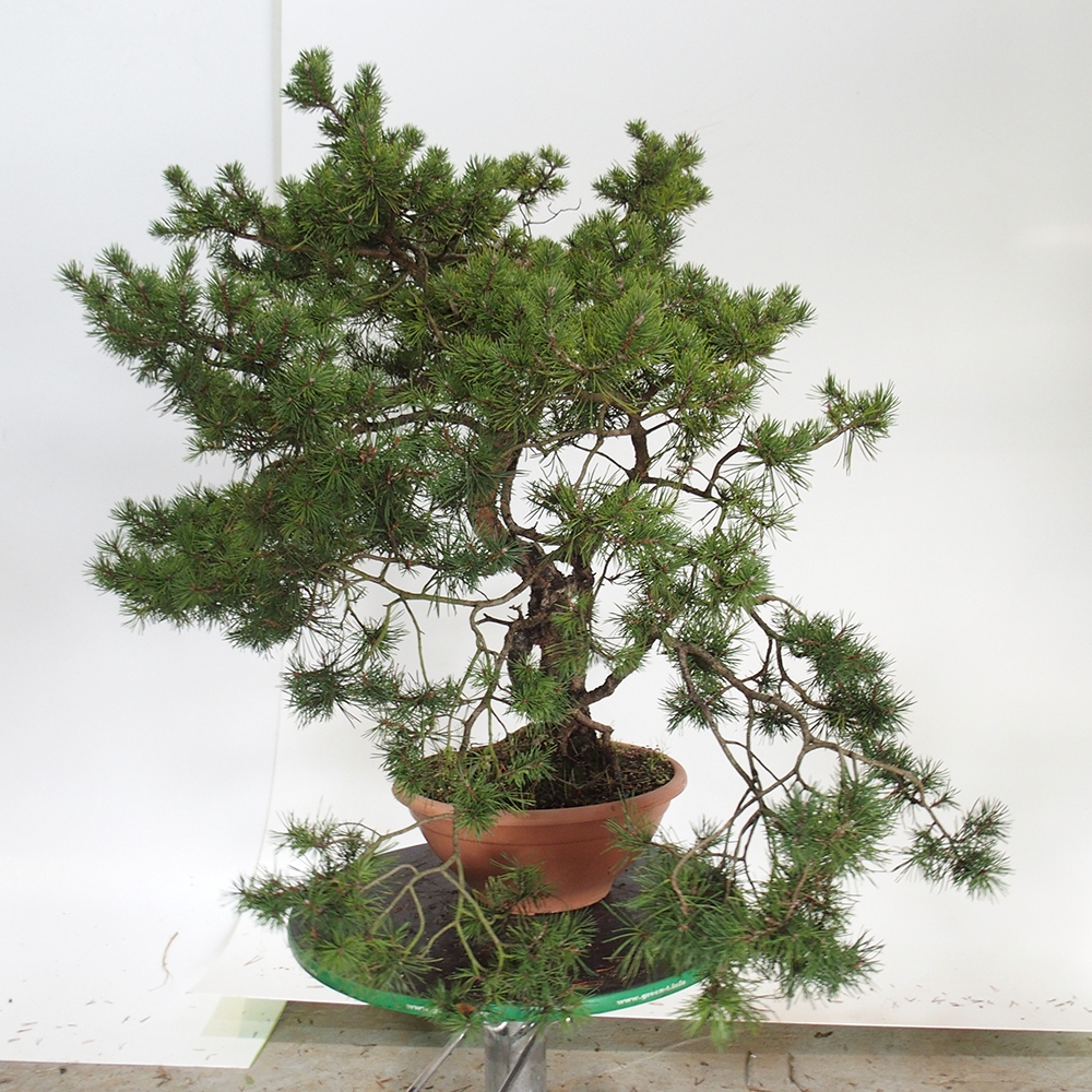 Yamadori - Pinus sylvestris Hiszpania