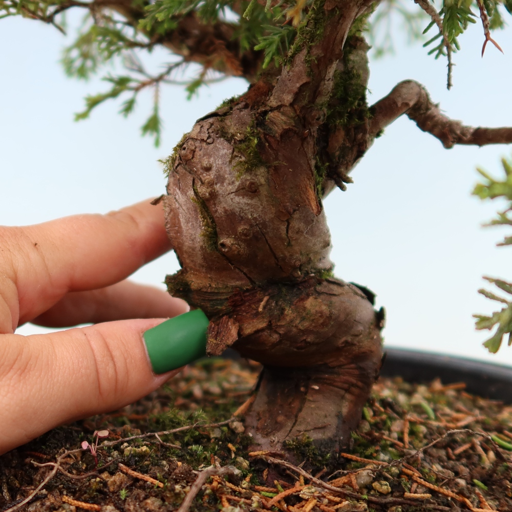 Bonsai ogrodowe – Juniperus chinensis Itoigawa – jałowiec chiński