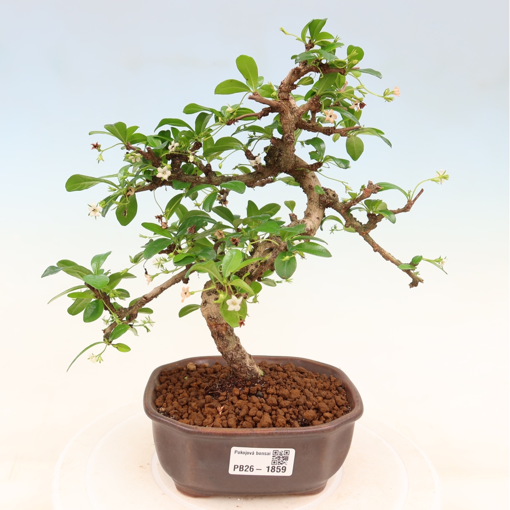 Bonsai pokojowe - Carmona macrophylla - Tea fuki