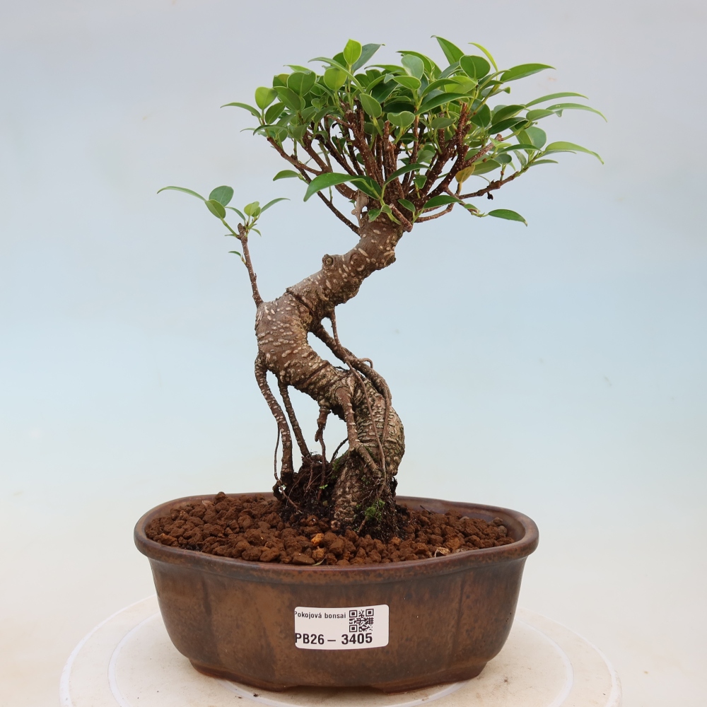 Pokój bonsai - Ficus kimmen - figowiec drobnolistny