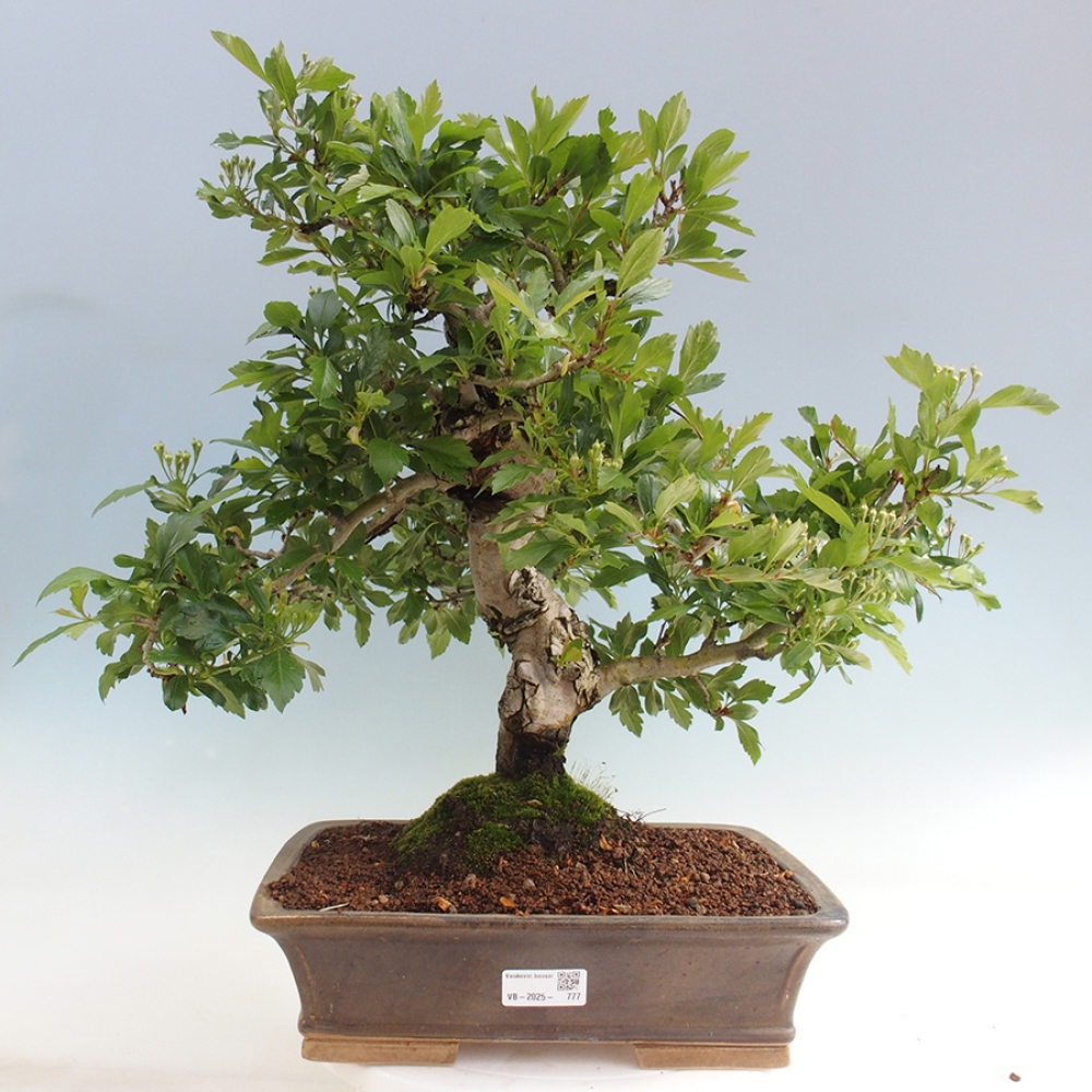 Outdoor bonsai - głóg - Crataegus cuneata