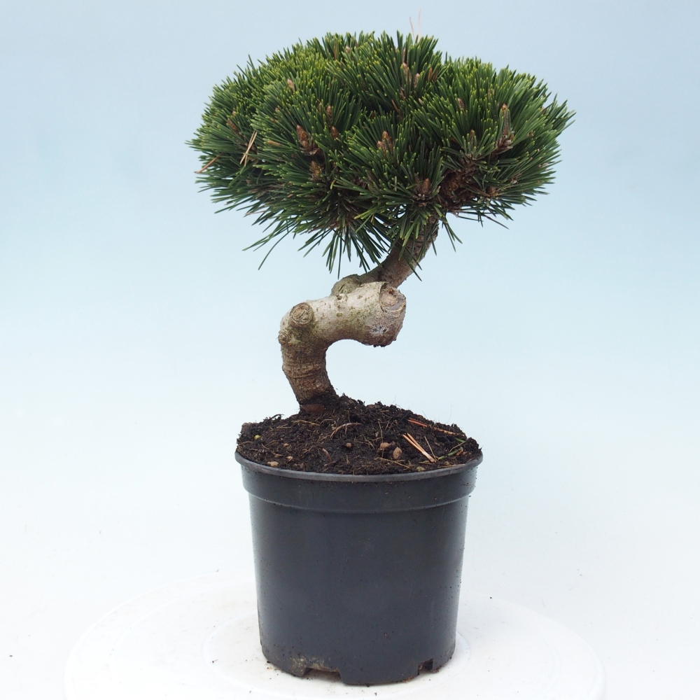 Bonsai ogrodowe - Pinus thunbergii senjyumaru - Sosna Thunbergia