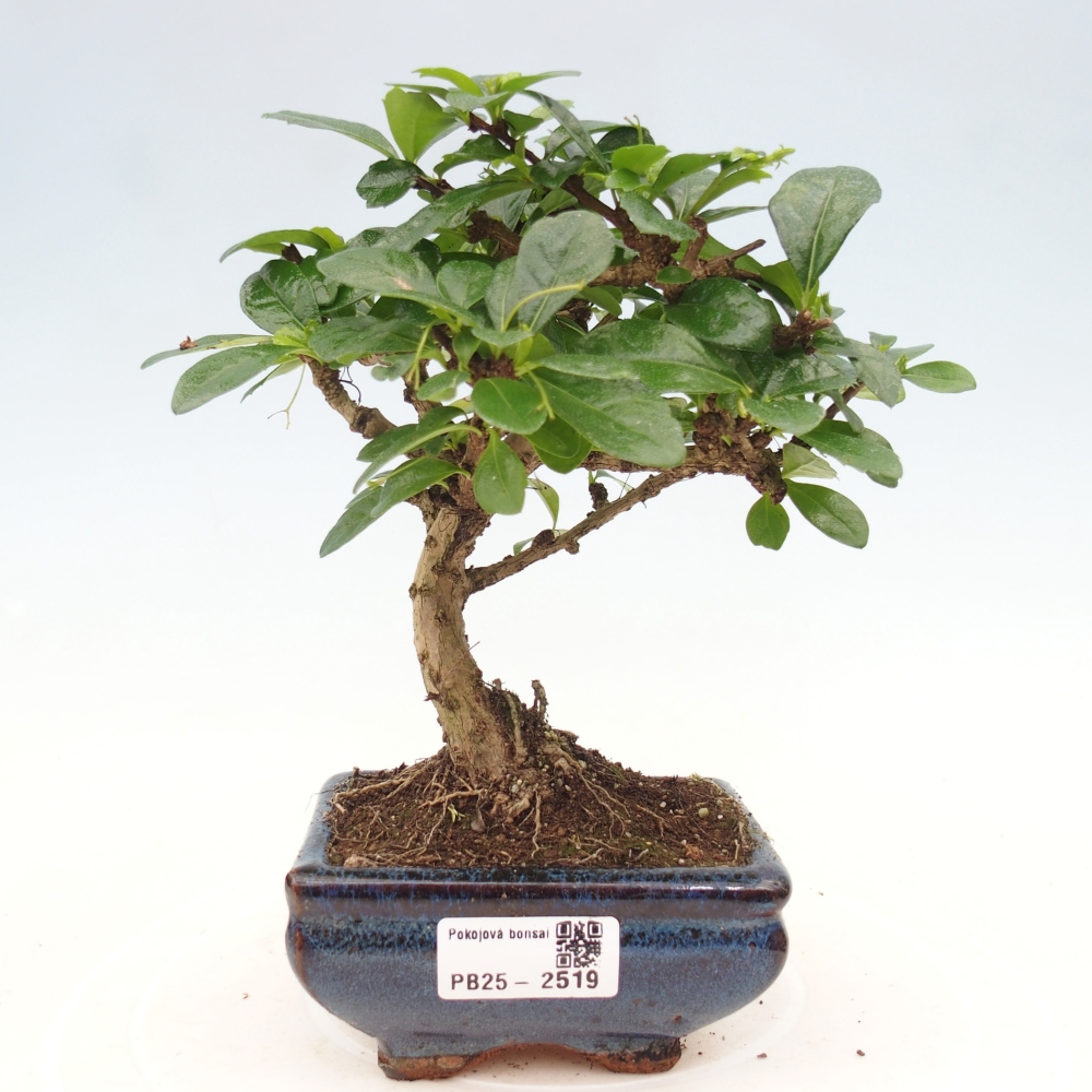 Bonsai wewnętrzne - Carmona makrophylla - Herbata Fuki