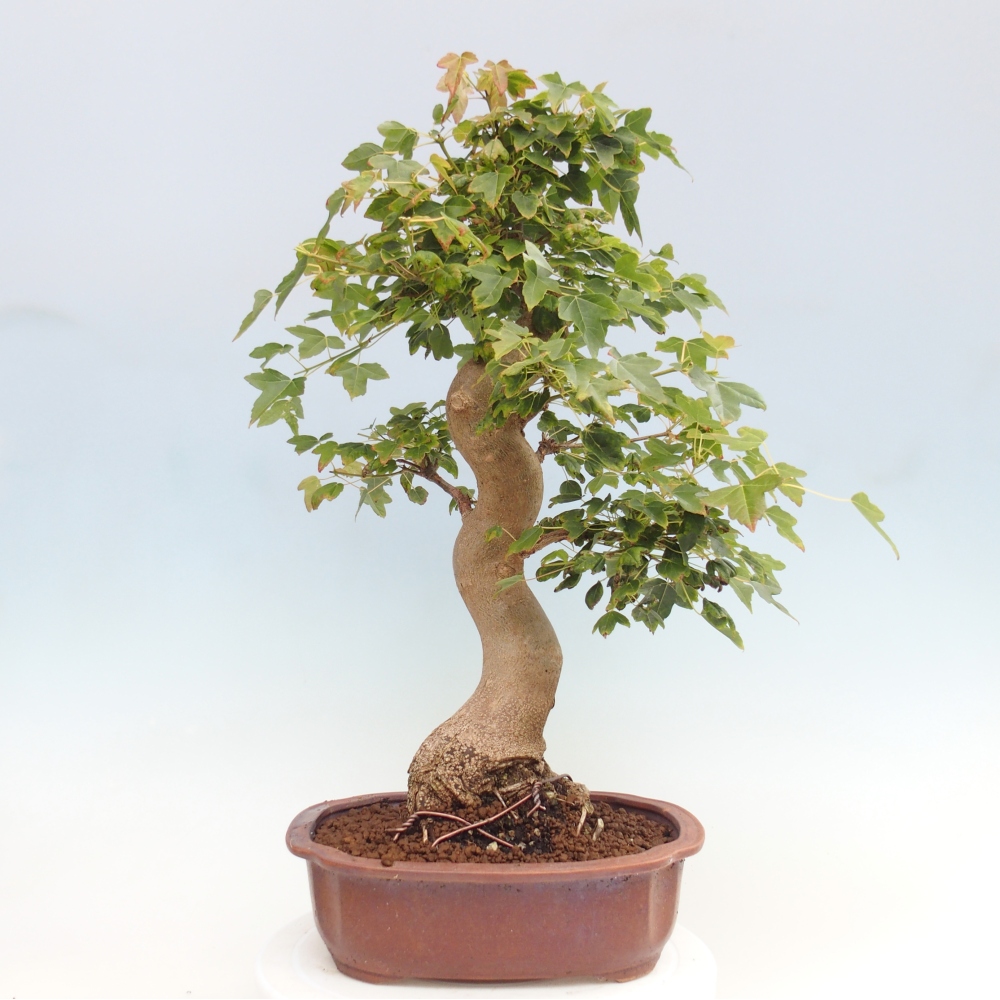 Outdoor bonsai - Maple Buergerianum - Burger Maple