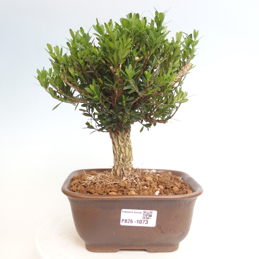 Pokój bonsai - Buxus harlandii - buxus korkowy