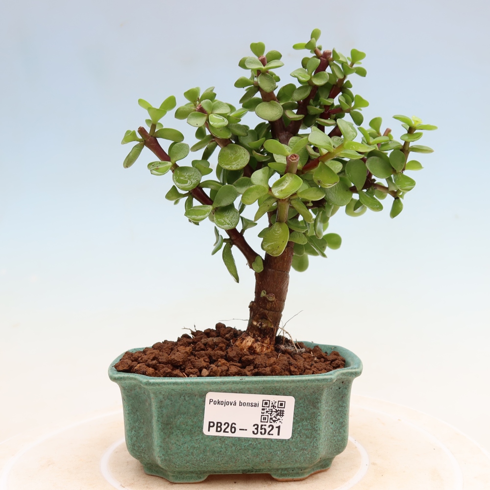 Pokój bonsai - Portulakaria Afra - Tlustice
