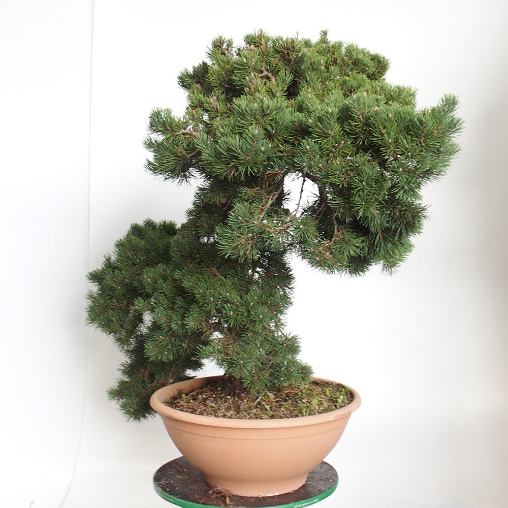 Yamadori - Pinus sylvestris Hiszpania